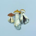 How Long Does a Mushroom Candy Bar Stay in Your System? mushroom chocolate bar stays in your body is a genuinely important question.