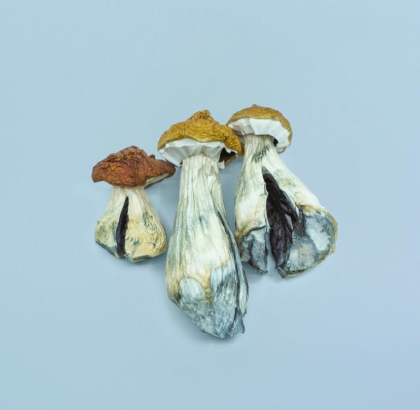 Mushroom gummy dosage Mushroom gummies, typically infused with psilocybin, provide a convenient and controlled way to experience the effects of psychedelic mushrooms.