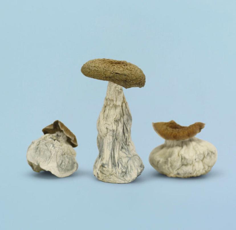 What makes Haus of Utopia mushroom chocolate unique