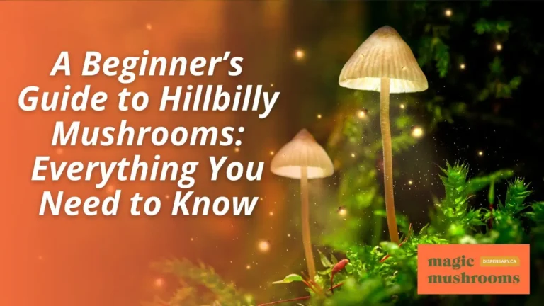 A Beginner’s Guide to Hillbilly Mushrooms