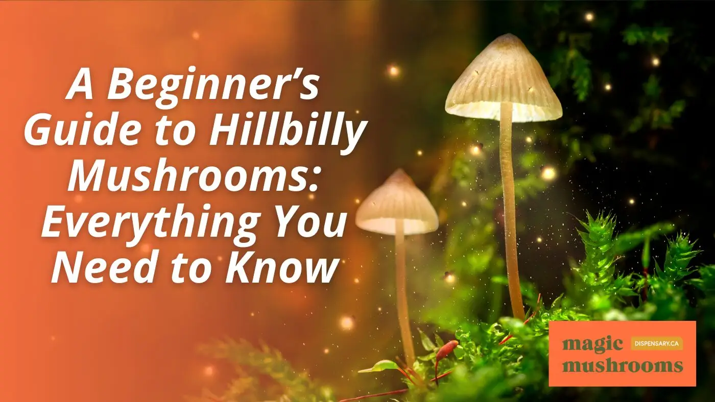 A Beginner’s Guide to Hillbilly Mushrooms