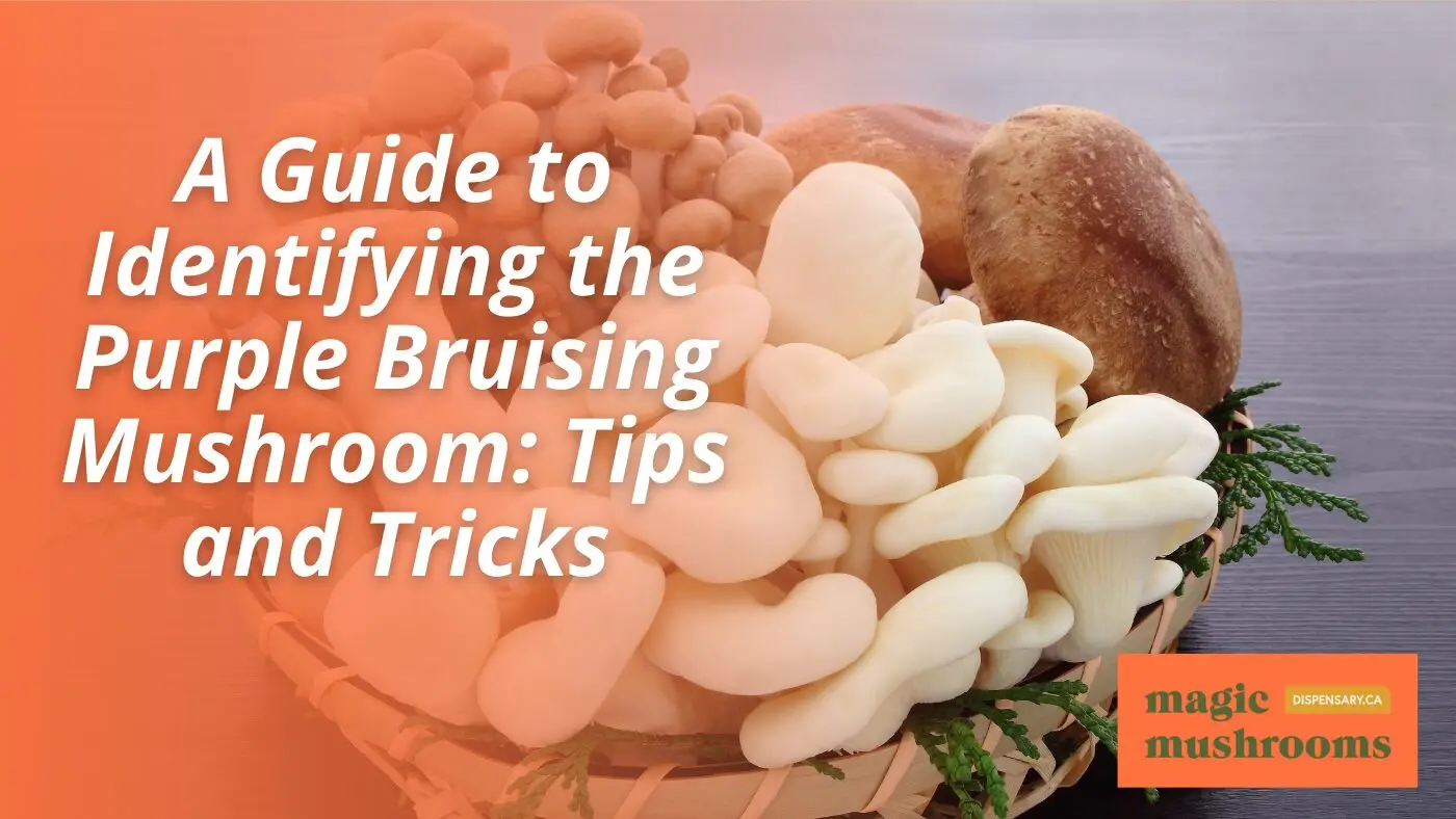 A Guide to Identifying the Purple Bruising Mushroom