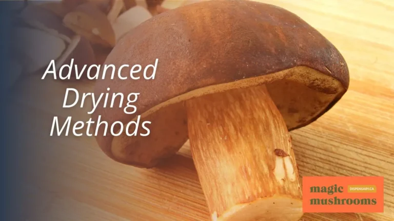 The Ultimate Guide to Drying Magic Mushrooms at Home
