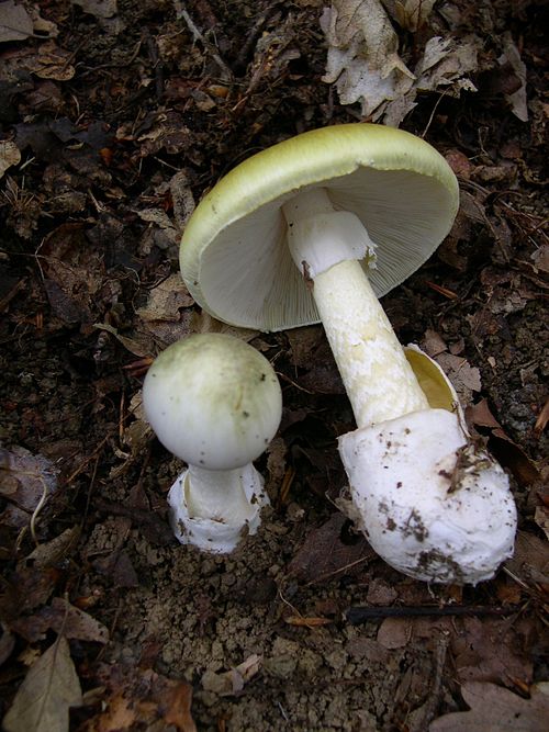 Leongatha mushroom murders