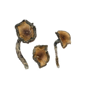 What are the Most Popular Magic Mushrooms Strains?