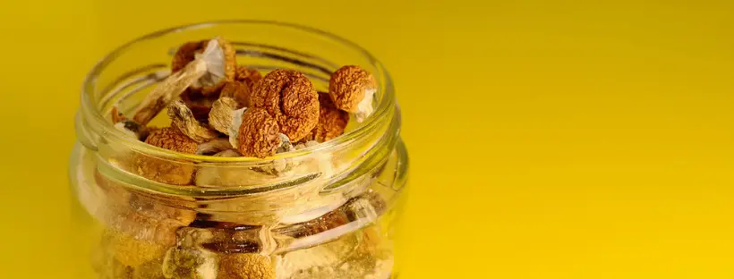 How to Grow Magic Mushrooms at Home?