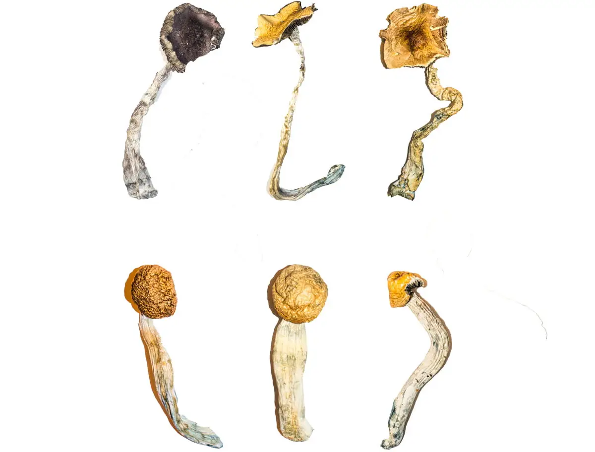 How Magic Mushrooms Physically Rewire Your Brain