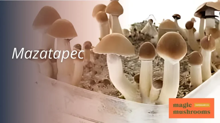 The Best Mushroom Strain for Beginners: Our Top Picks