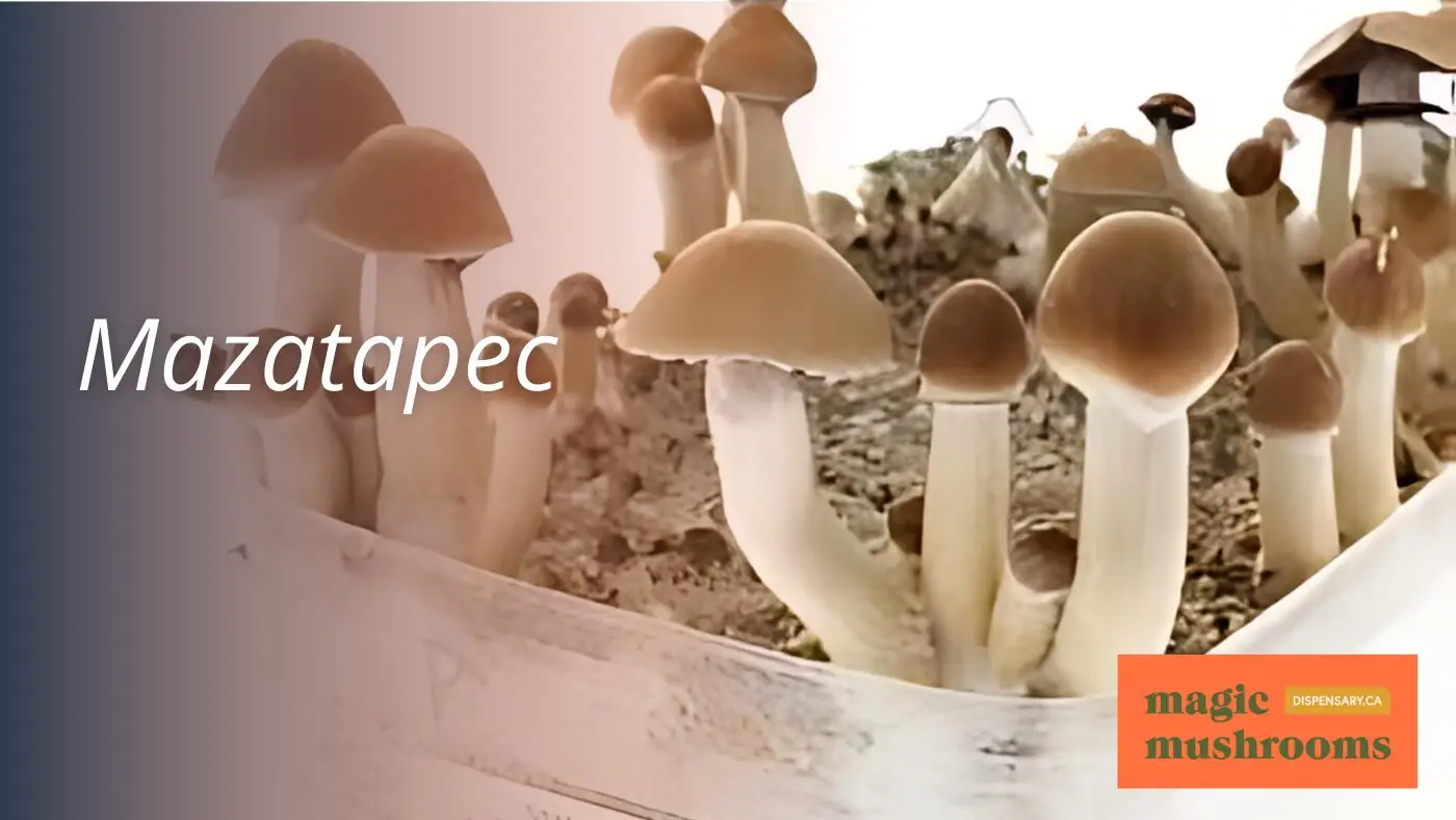 The Best Mushroom Strain for Beginners: Our Top Picks