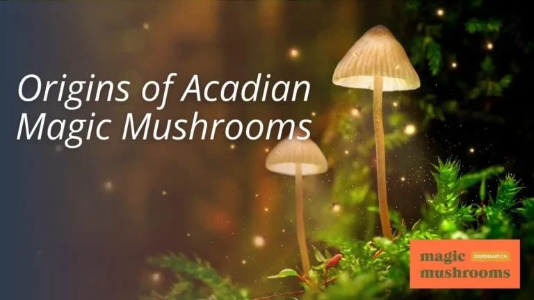 Exploring the World of Acadian Magic Mushroom