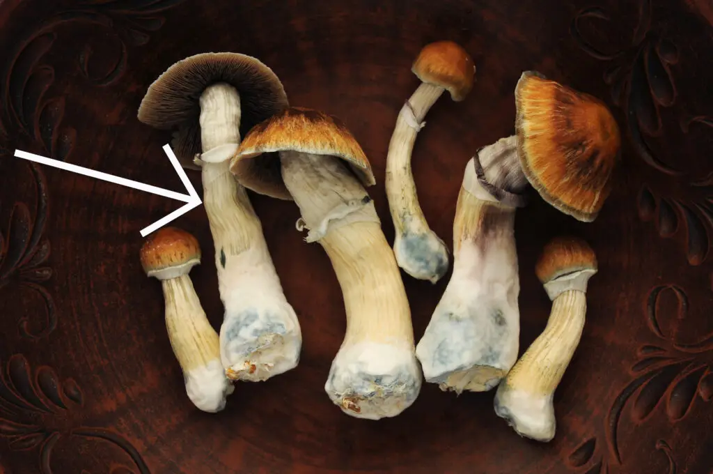 Exploring the Effects of Popular Magic Mushroom Strains