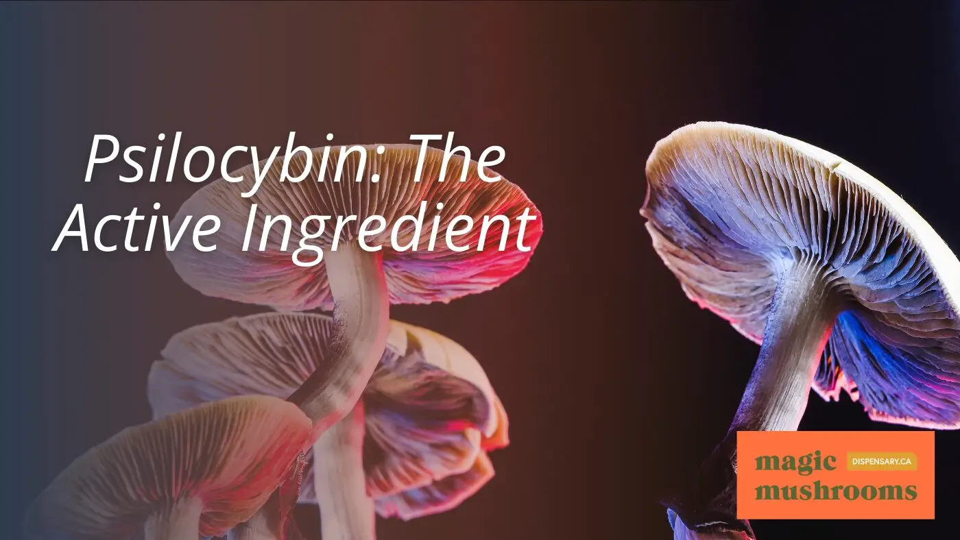 Mushrooms That Cause Hallucinations