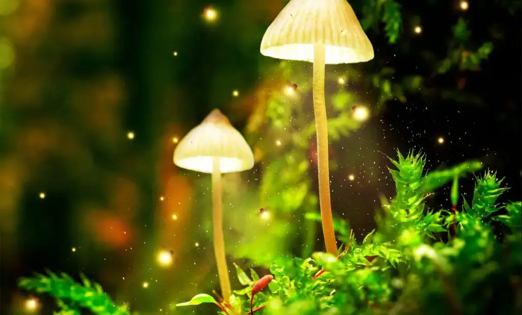 How Long Do Magic Mushrooms Last