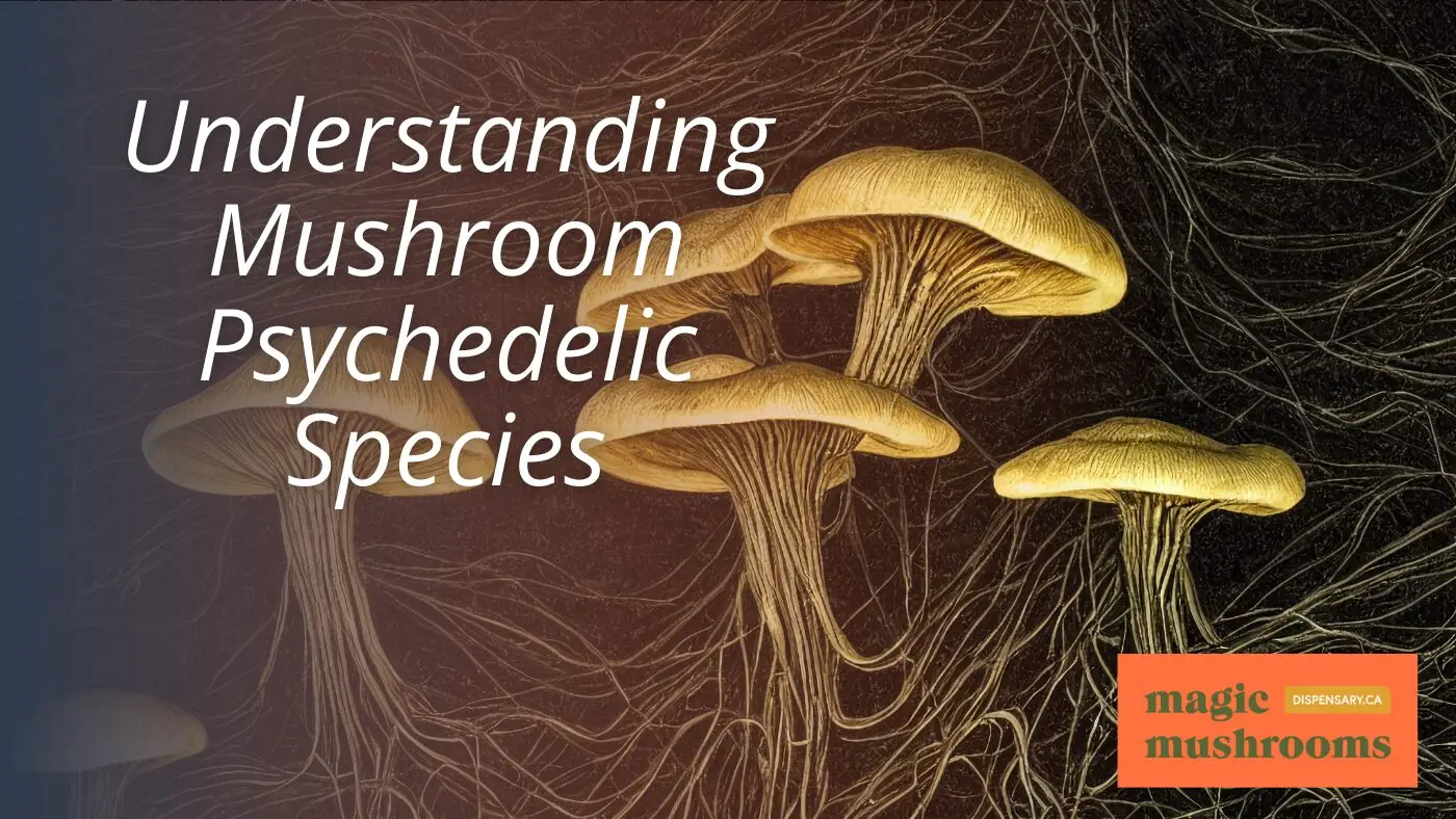 How To Trip Harder on Magic Mushrooms