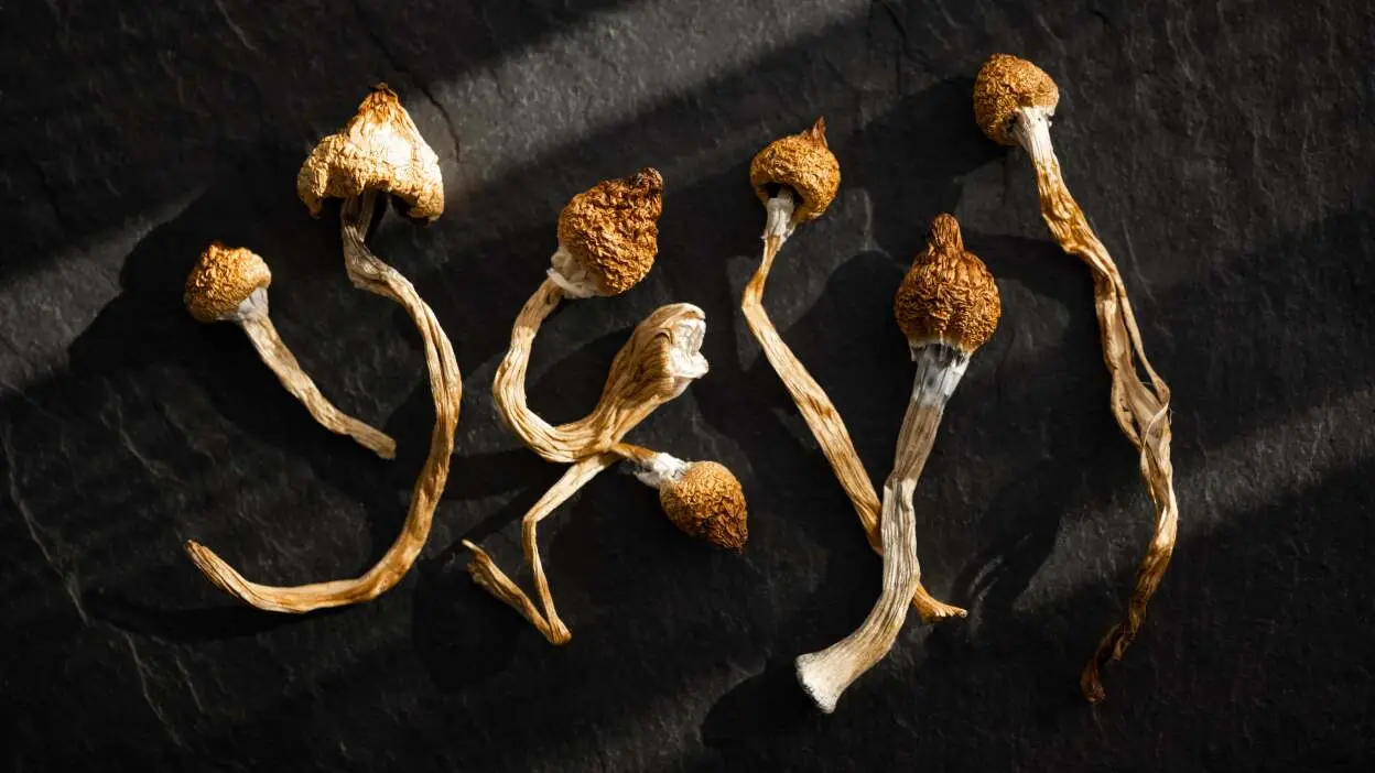 Buy Magic Mushrooms Online