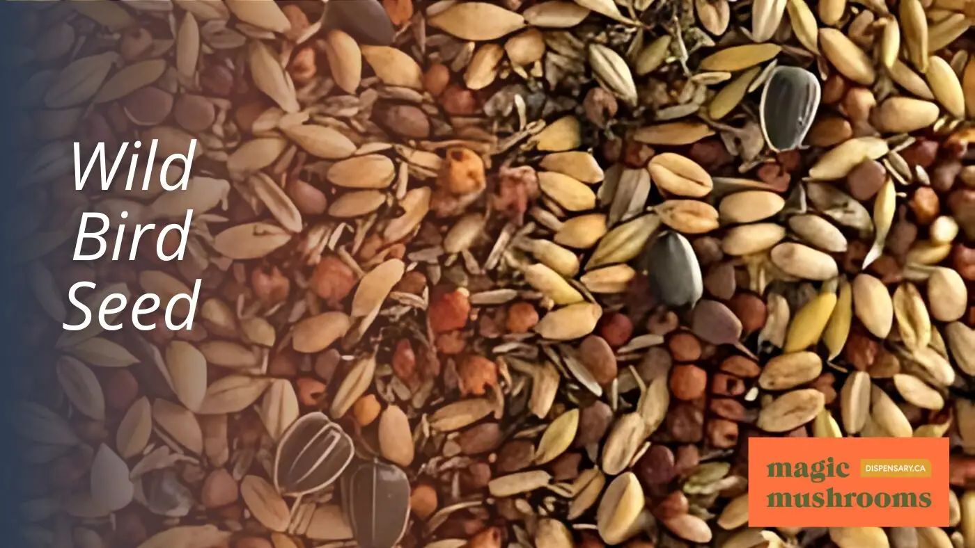 Exploring the Sacred: Insights Into the Mazatec Mushroom Ritual