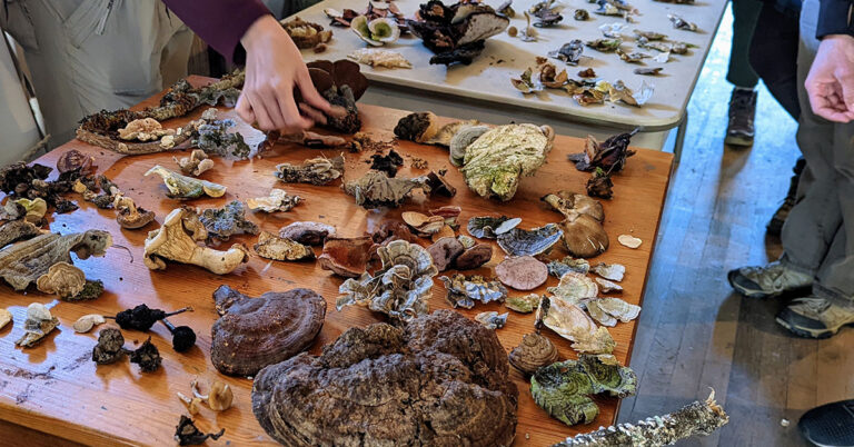 Why Mushroom Chocolate are different