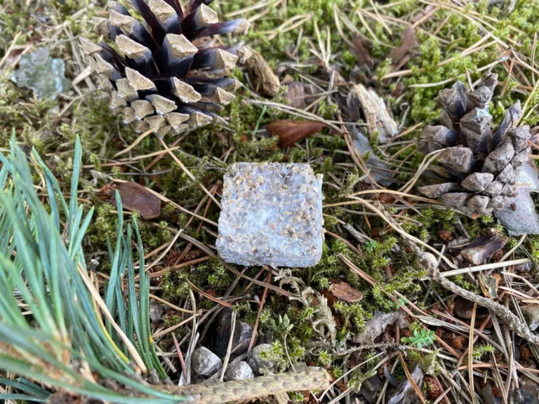How A Scottish Fungi Start Up Are Saving The Forests It has no root network, no connections, and struggles alone in potentially hostile