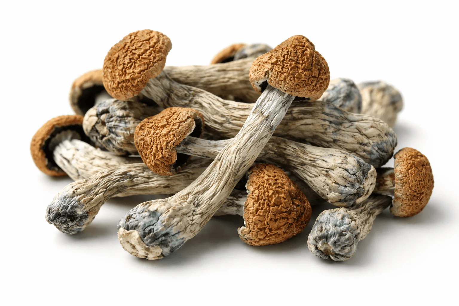 Mushroom Chocolate Bars vs. Mushroom Gummies functional mushroom market has moved well past novelty. What started as a niche supplement