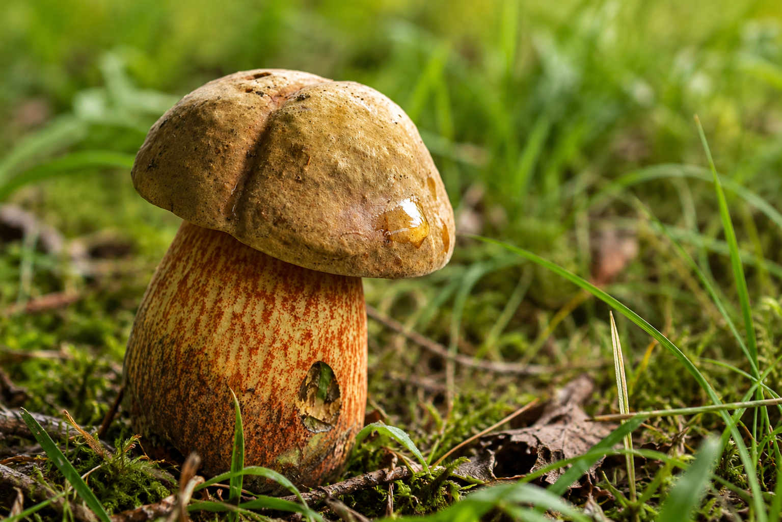 Can Mushrooms Support Fertility