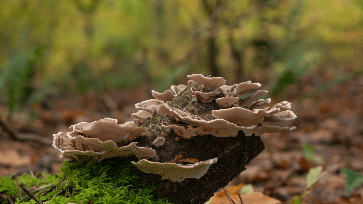 The healing power of the turkey tail mushroom