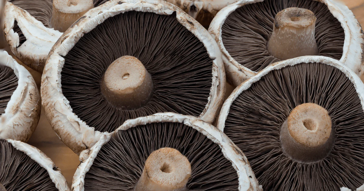 The Mushroom Mafia Conspiracy developed bladder tumours at statistically significant rates. The compound is also structurally similar (